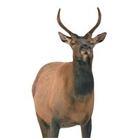 Montana Decoy Spike Elk Decoy Sku - 682127