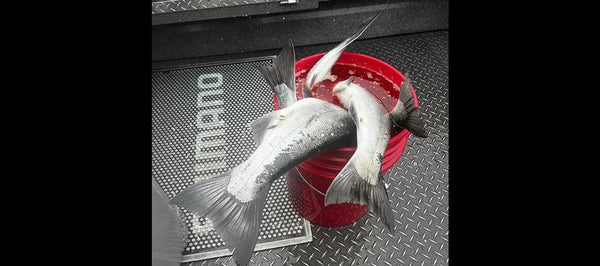 Fishing Report – August 26