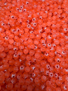Bloop Hard Beads