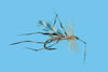 Solitude Crane Fly