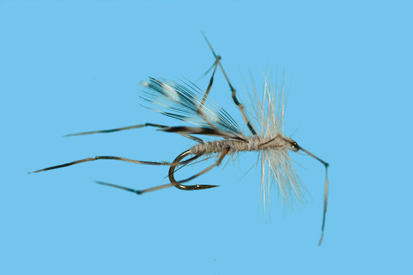 Solitude Crane Fly