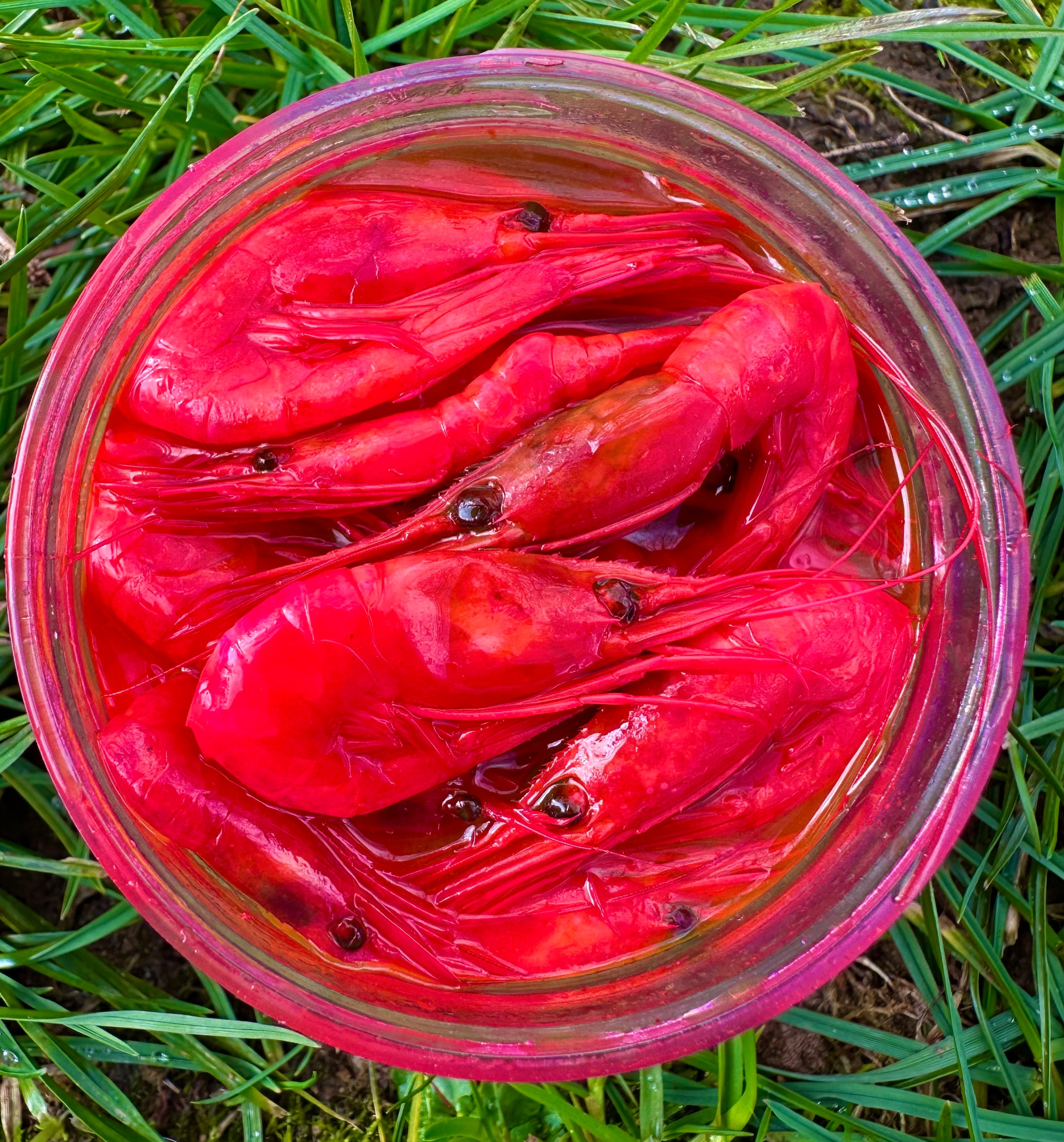 Millennial Bait Trophy Prawn - Red