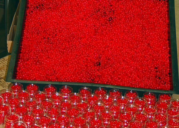 D &G Bait Guide’s Choice Shur Cure Salmon Eggs