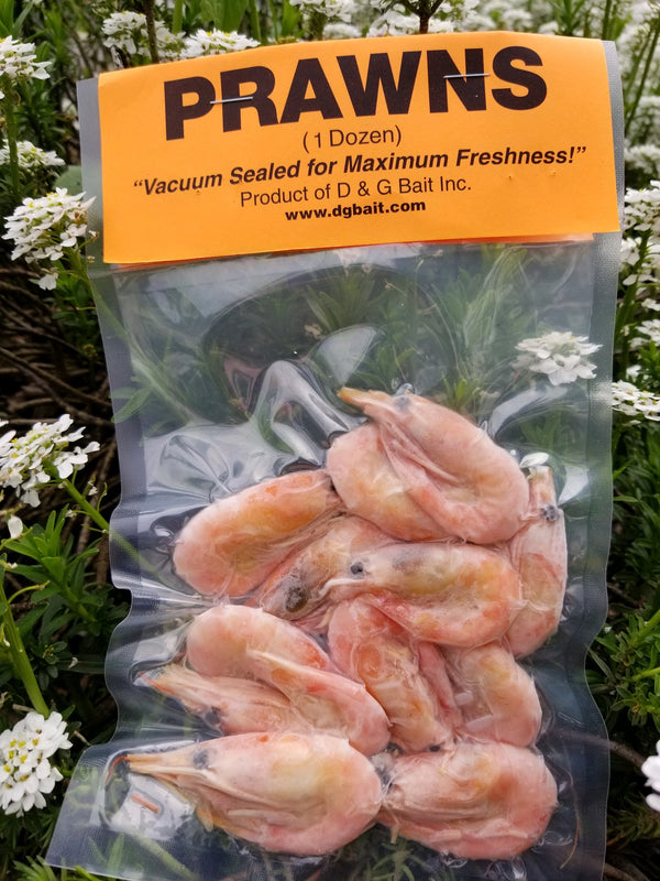 D&G Bait Arctic Prawns Vacuum Packed Fish Bait 12 Count